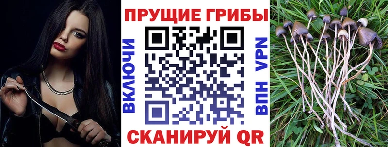 Купить где  Новосиль  Галлюциногенные грибы мицелий 